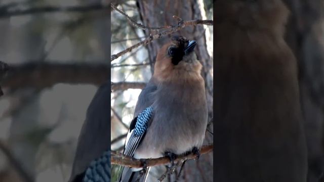 #shorts Сойка и ее разные звуки