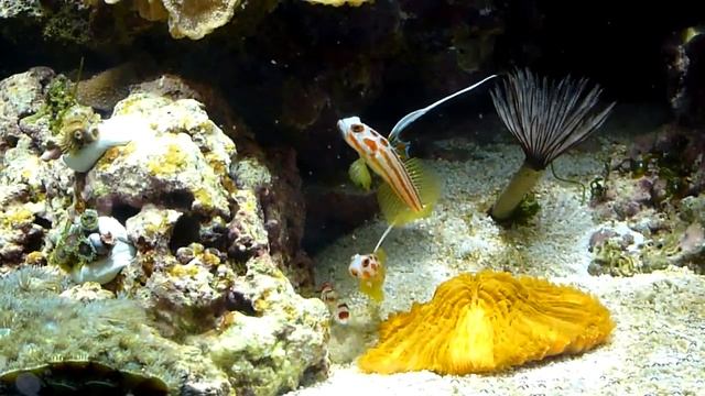 Nourrissage Stonogobiops yasha смотреть онлайн