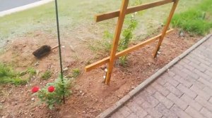 ОПОРА ДЛЯ ПЛЕТИСТЫХ РОЗ СТОЙКА СВОИМИ РУКАМИ. ЛЕГКО И БЫСТРО. Уход за розами.