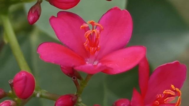 Jatropha integerrima #plants #travellingwithmrik смотреть онлайн