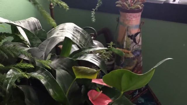 Who's Behind The Plants? My Background And Story Part 1 смотреть онлайн