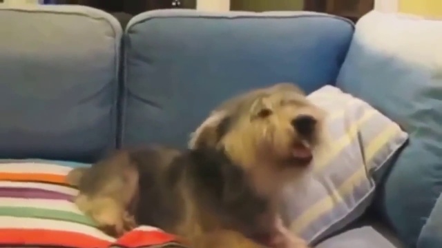 Как чихают разные животные смотреть онлайн