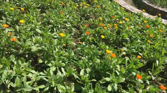 Прогулка по Ботаническому саду смотреть онлайн