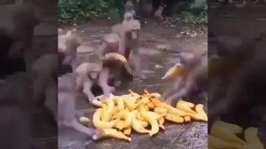 обезьяны разбирают бананы