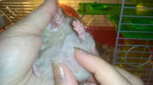 КАК ОПРЕДЕЛИТЬ ПОЛ ХОМЯКА САМОЕ  ПОНЯТНОЕ ВИДЕО!