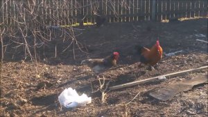 БОЙ ПЕТУХОВ))