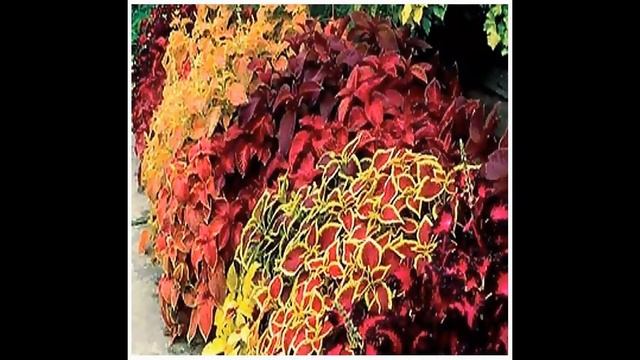 Coleus blumei Rainbow Mix FLOWER SEEDS on www.MySeeds.Co смотреть онлайн