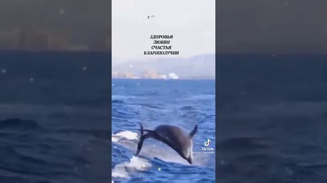 чудо дельфины плавают в океане смотреть онлайн