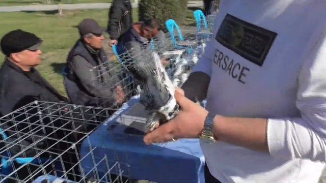 Ярмарка Голубей"Клуб_Амири" Цены Голубей Бухарских Голубей и Узбекских Голубей и других ПородГолубе смотреть онлайн