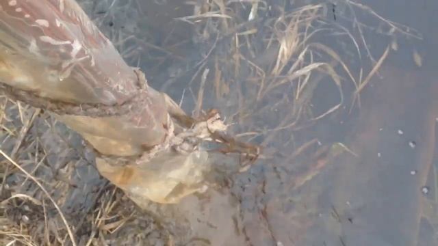 Плетение корзины из лозы в домашних условиях. О пруте. смотреть онлайн