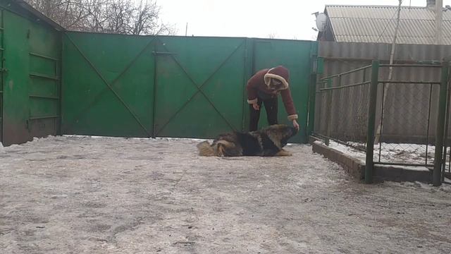дрессировка кавказская овчарка