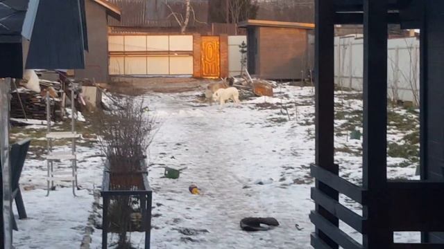 Петух Бонапарт нападает на чихуашку Нюсю смотреть онлайн