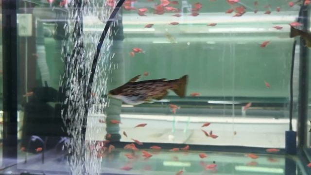 Сом-коряга, сом Фишера, мраморный сом, сом-деревяшка