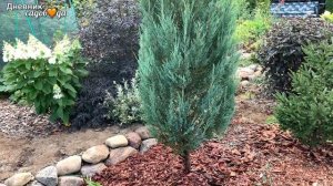 Как сформировать узкую плотную крону можжевельнику. Первая обрезка. #формировка #своимируками