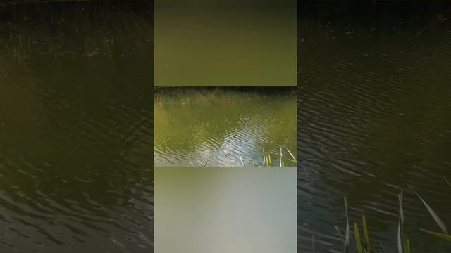 Сказки о Животных