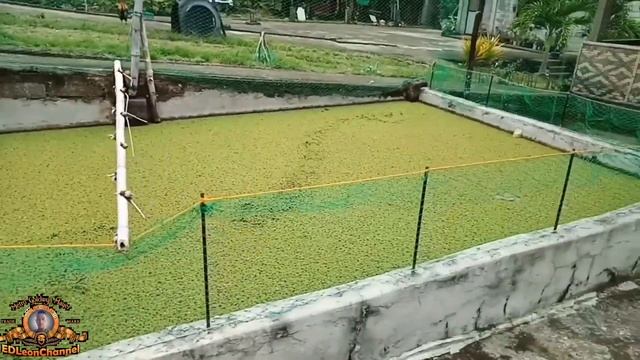 AZOLLA FARMING | AZOLLA CULTIVATION PART 1 | AZOLLA PLANT PHILIPPINES ALAMIN | STEP BY STEP GUIDE смотреть онлайн