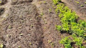 Взошла СПАРЖЕВАЯ Фасоль " САКСА".  5 июня 2020г.