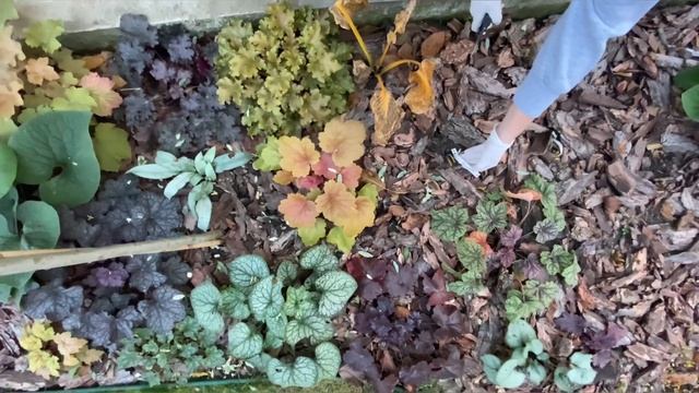 МОЯ КОЛЕКЦІЯ ГЕЙХЕР. ПІДГОТОВКА РОСЛИН ДО ЗИМИ. ГЕЙХЕРА. БРУНЕРА. ХОСТА. ЩО ПОСАДИТИ? #осіньвсаду