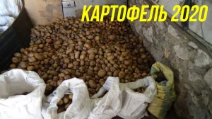 КАК МЫ КАРТОШКУ КОПАЛИ В 2020 ГОДУ | ВЕЕРНАЯ КАРТОФЕЛЕКОПАЛКА ДЛЯ МОТОБЛОКА «НЕВА МБ 2»