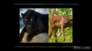 "пантера против пумы? "