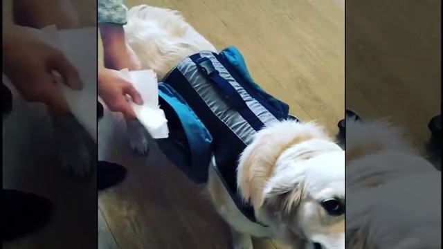 Как отправить в магазин собаку# золотистыйретривер смотреть онлайн