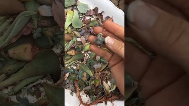 DIY Succulent Planter смотреть онлайн