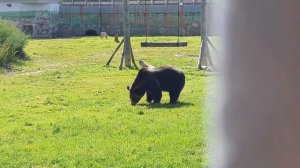 Ярославский зоопарк/ Путешествие в Ярославль/ Животные