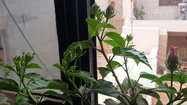 HIBISCUS 🌺 BLOOMING смотреть онлайн