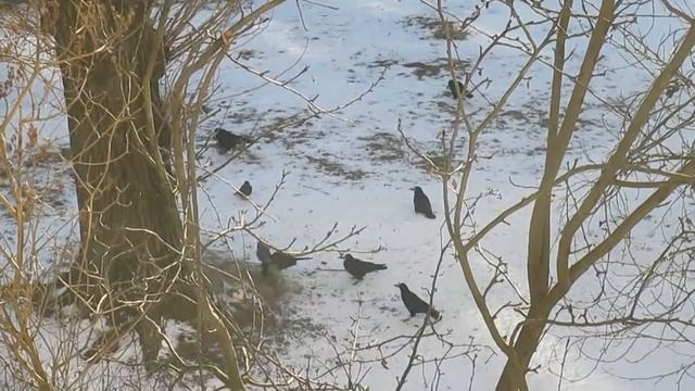 Вороны, галки и грачи кушают салко. смотреть онлайн