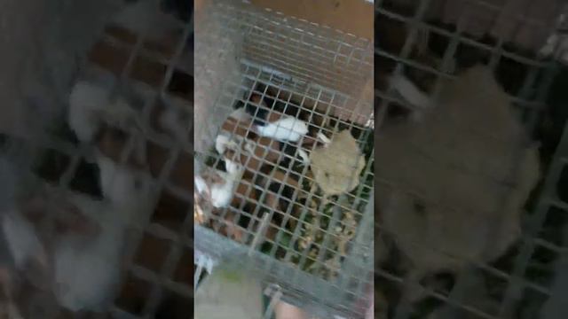 Продажа морских свинок!!! смотреть онлайн