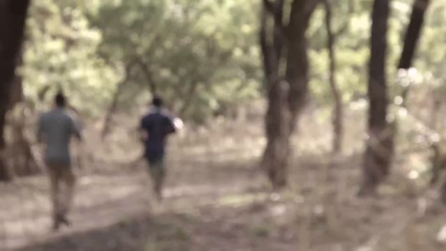 elephants/Слоны /История развития смотреть онлайн