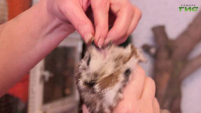 "Пернатые хищники в городе" / "Зоопатруль" от 12.03.2024