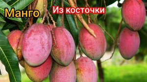 Как вырастить манго из косточки