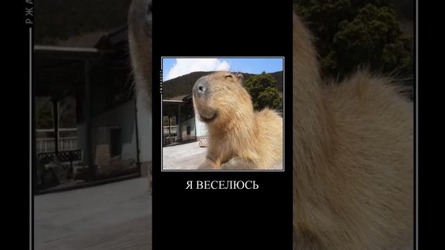 капибара мем #мем #subscribe #shorts #копибара смотреть онлайн