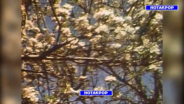 ДУСТМУРОД АЛИЕВ БАРНОМА ДАР БОРАИ ФОЪИЛИЯТИ ЭЧОДИИ ДУСТМУРОД АЛИЕВ СОЛИ 2004 I DUSTMUROD ALI