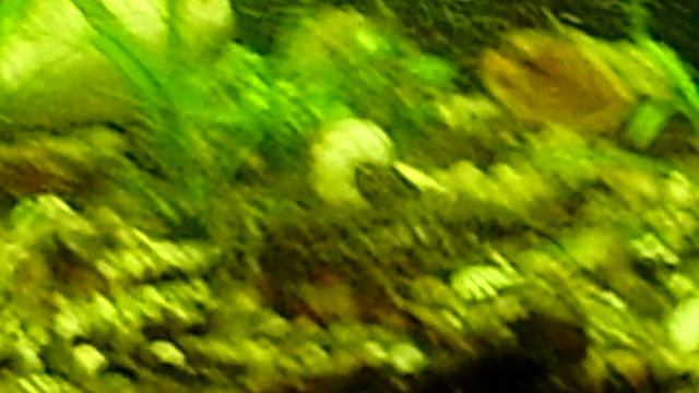 Аквариум Золотые рыбки смотреть онлайн