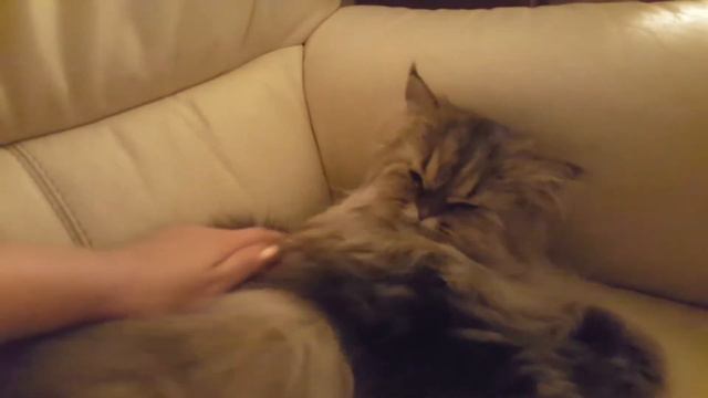 Мингус и Маней грустят. 波斯貓, #gattipersiani 야옹이CAT Brother and sister 5 남매 고양이(ㅋㅋㅋ) смотреть онлайн