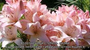 Лилия Марлен