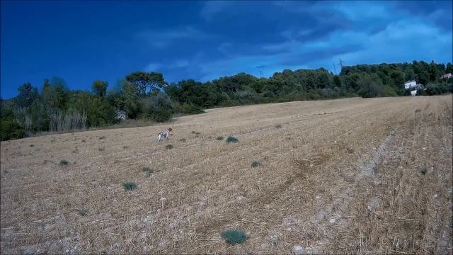 Entrainement téssy .Setter anglais .Filmé avec caméra YDOL 4k ( 1er test ) . смотреть онлайн