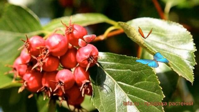 Боярышник сливолистный (crataegus) ? сливолистный боярышник обзор: как сажать, саженцы боярышника смотреть онлайн