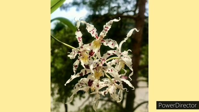 Орхидеи и про цветение орхидей в домашних условиях. Цимбидиум на подоконнике!