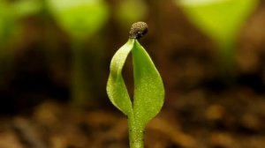 Рост Растений | Ускоренная съемка | Растения, Мы Не Смотрим