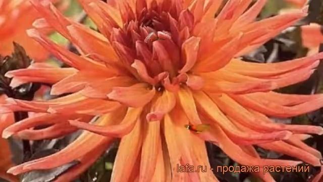 Георгина кактусовая Сити ов Алкмаар ? обзор: как сажать, рассада георгины Сити ов Алкмаар смотреть онлайн