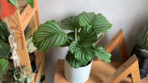 Калатея Орбифолия. Самое капризное растение!? Или нет?