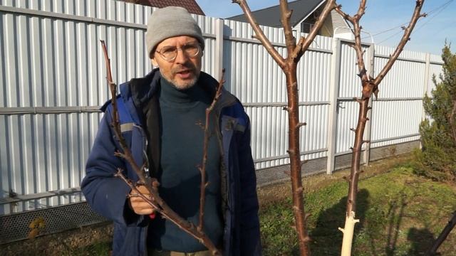 Черешня на карликовом подвое смотреть онлайн