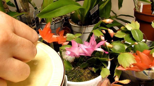 Cross Pollinating Schlumbergera Flowers - Thanksgiving & Christmas Cactus смотреть онлайн