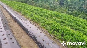 Посадка клубники рассадой в стаканчиках 9.08.22г./Сандра порадовала ягодой