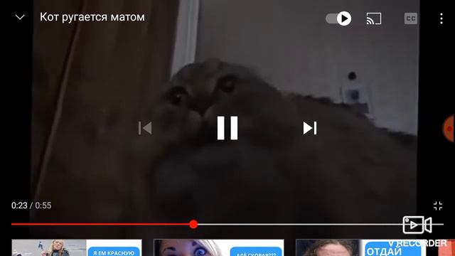 Реакция на... кот ругается матом. Че за?! смотреть онлайн