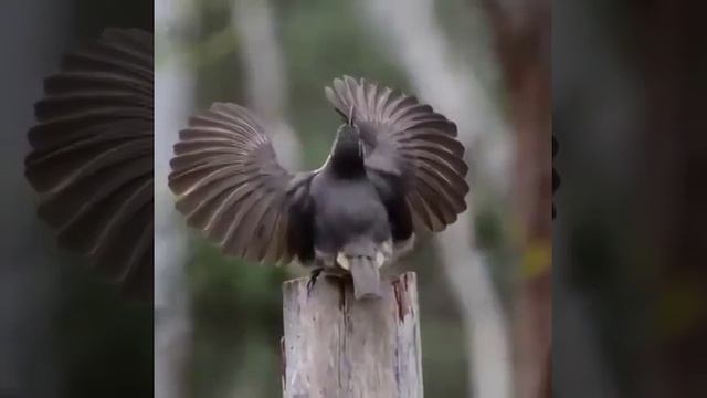 Танцуют все! смотреть онлайн