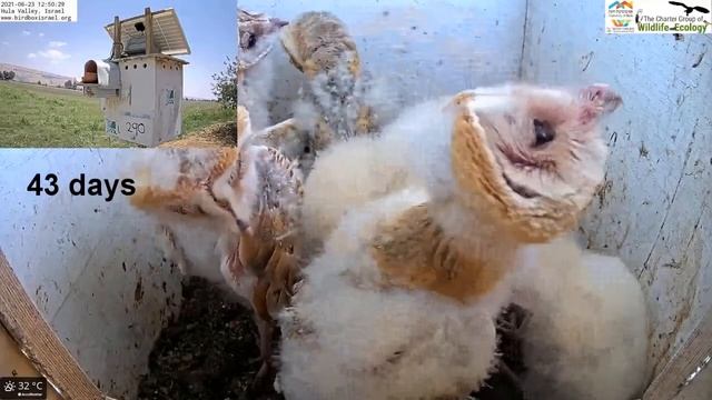Barn owls and pigeons: Barn owl nestlings from 25 days old to when they leave the nest смотреть онлайн